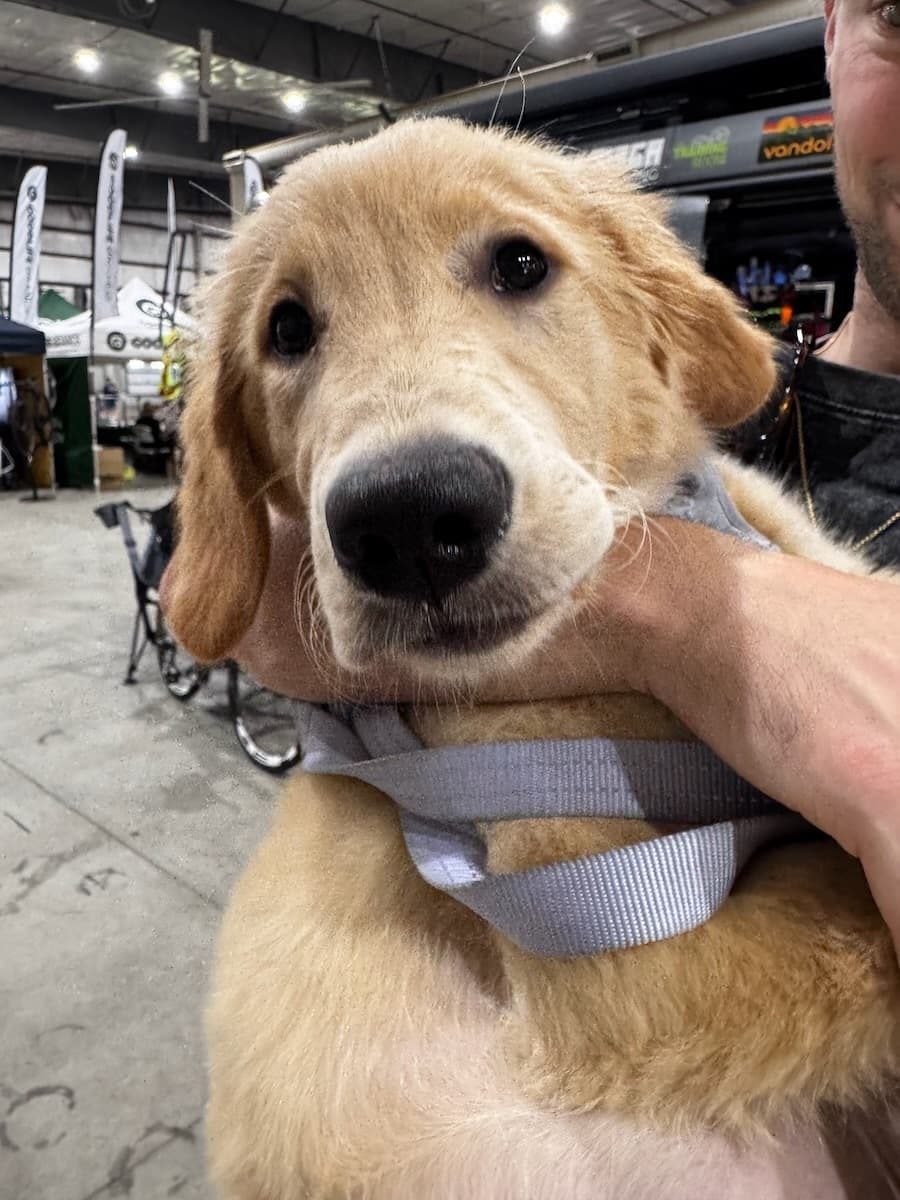 Golden retriever at Gravel Worlds Expo wearing service vest during cycling event