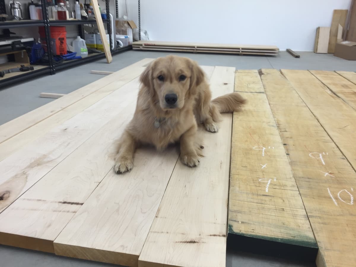 Workshop companion: small tan terrier with upright ears looking curiously at camera while standing on unfinished maple workbench top